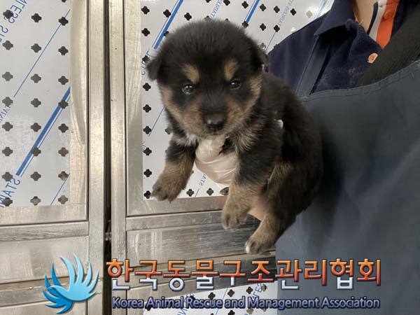 종료(자연사) 믹스…