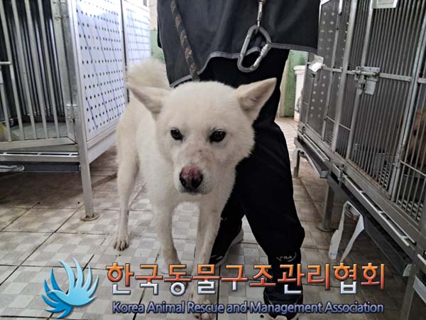 종료(반환) 믹스견…