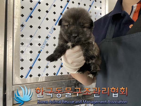 한국동물구조관리협회_411307202400427