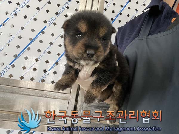 종료(자연사) 믹스…