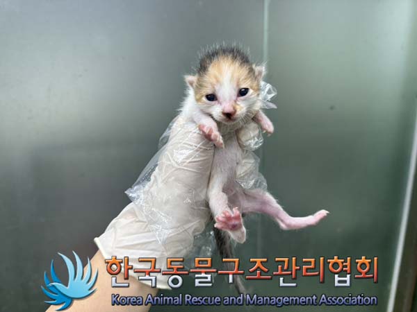 한국동물구조관리협회_441560202401018