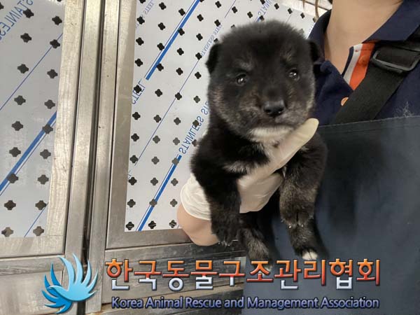 한국동물구조관리협회_411307202400431