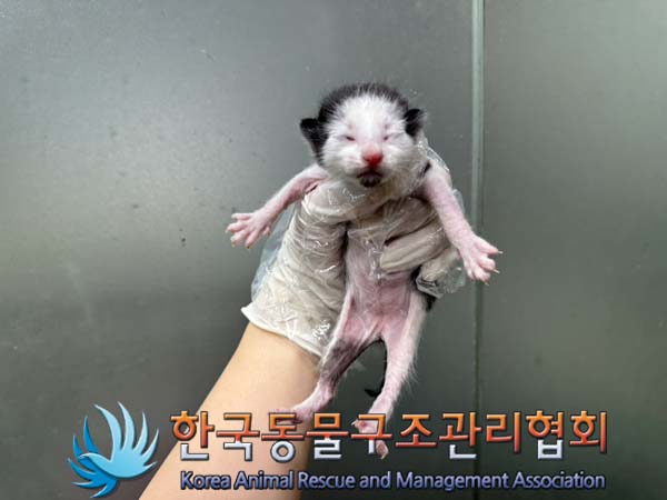 한국동물구조관리협회_441560202401019