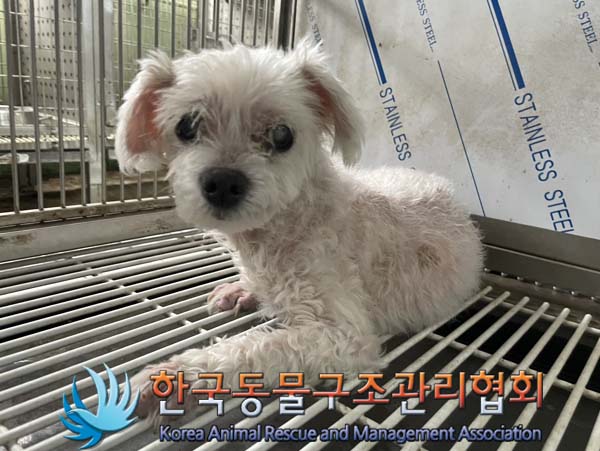 한국동물구조관리협회_411323202400886