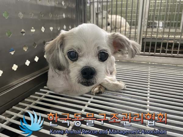 한국동물구조관리협회_411318202400268