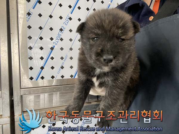 종료(자연사) 믹스…