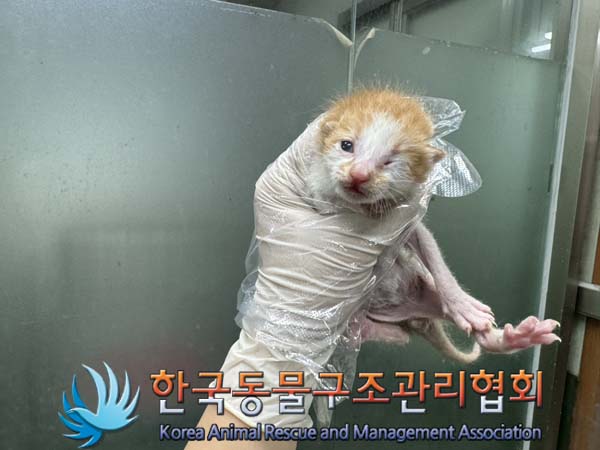 한국동물구조관리협회_441560202401017