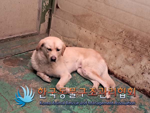 한국동물구조관리협회_441406202401377