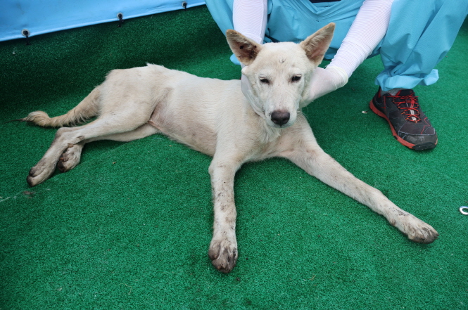 제주 동물보호센터_450650202402488