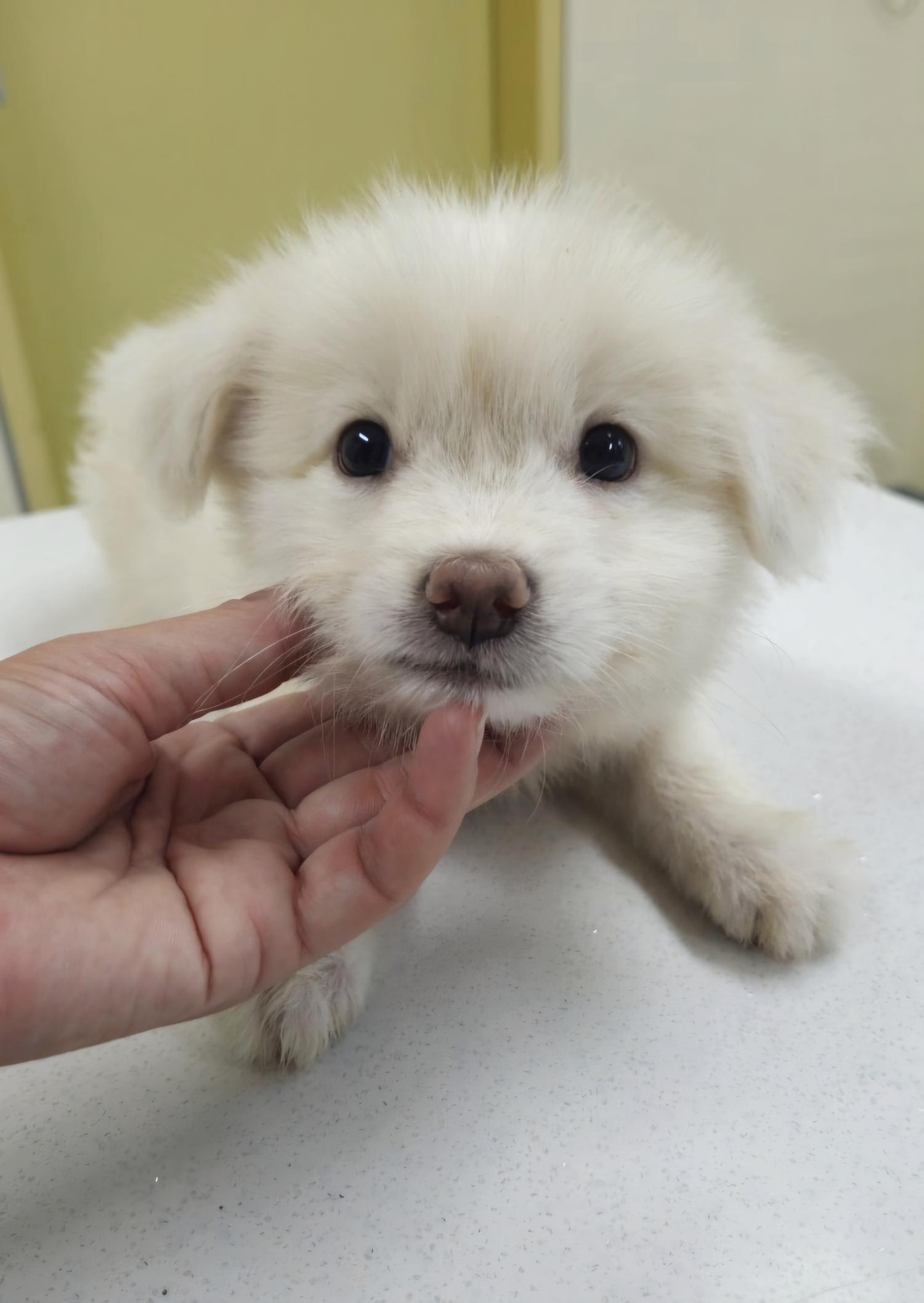 아산동물복지지원센터_444452202401968