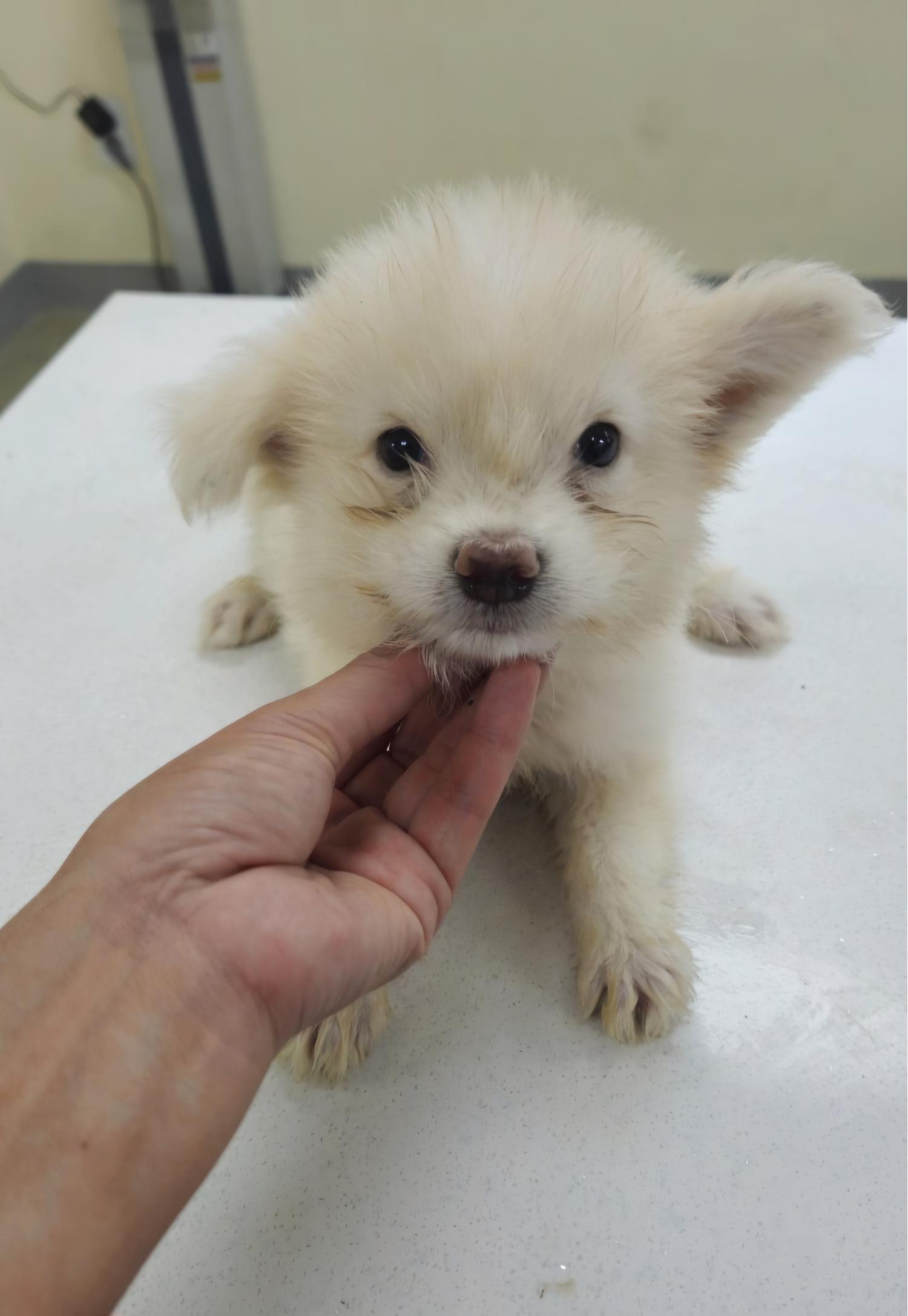 아산동물복지지원센터_444452202401973