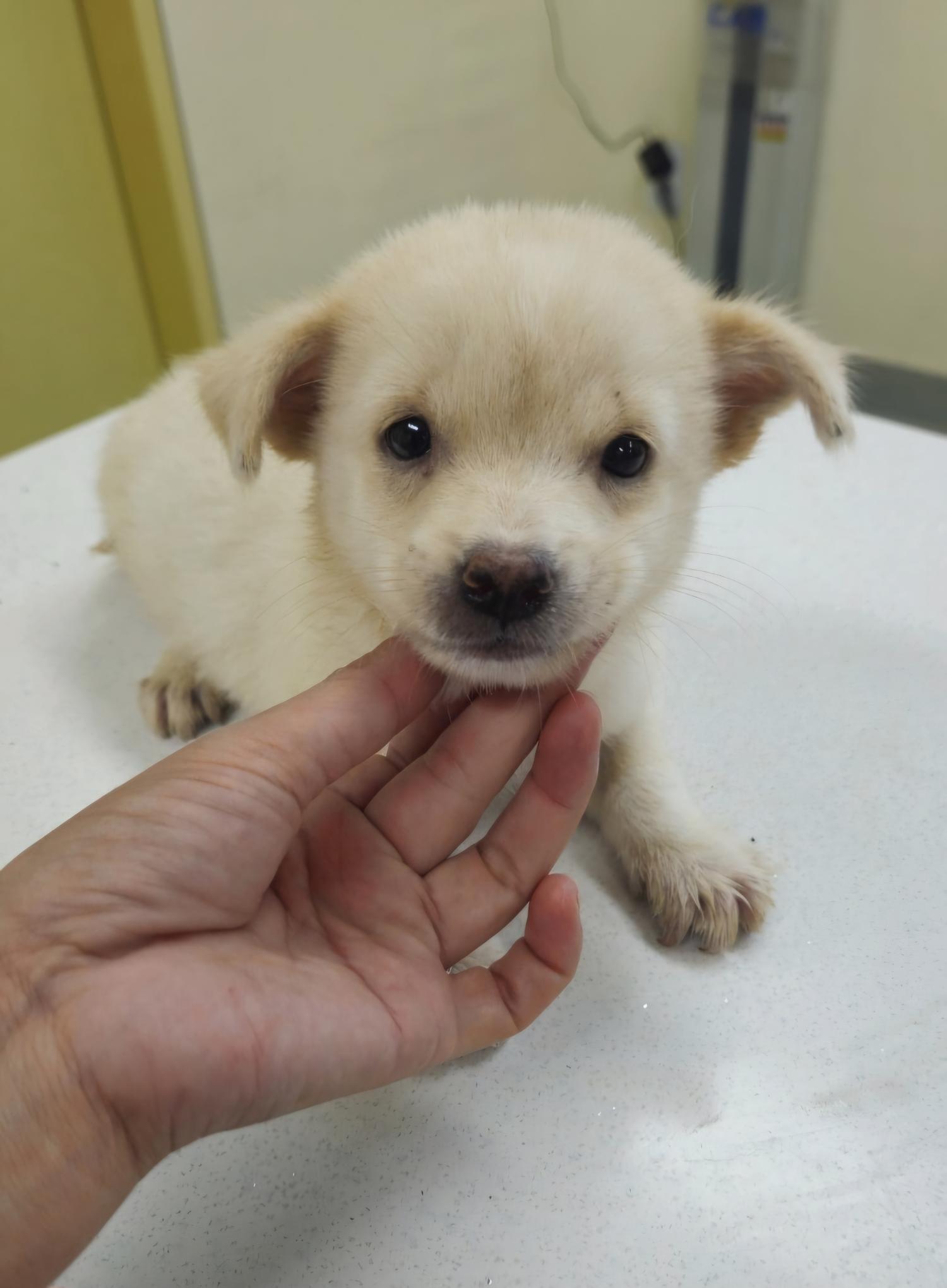 아산동물복지지원센터_444452202401972