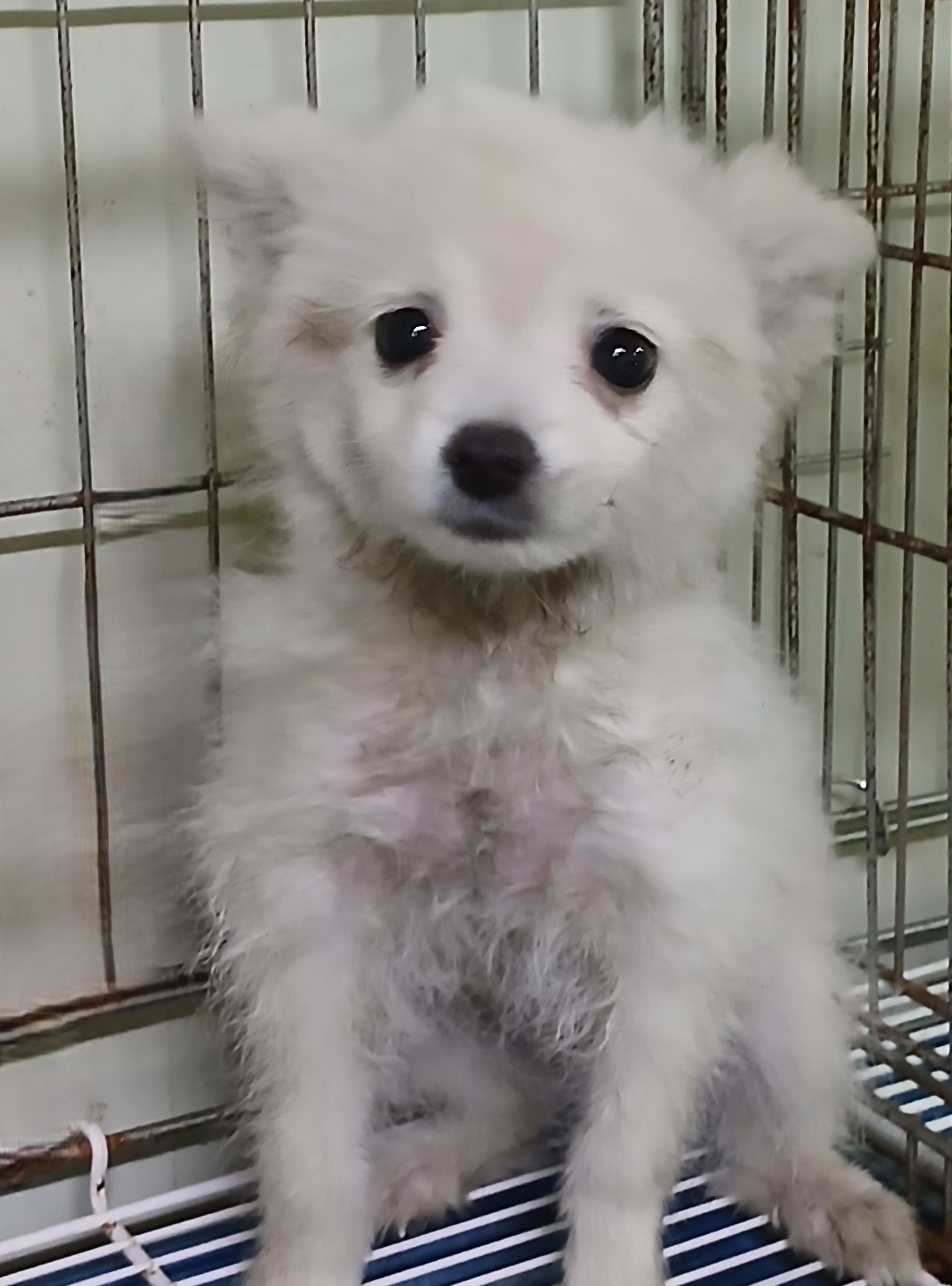 대구유기동물보호협회_427345202400504