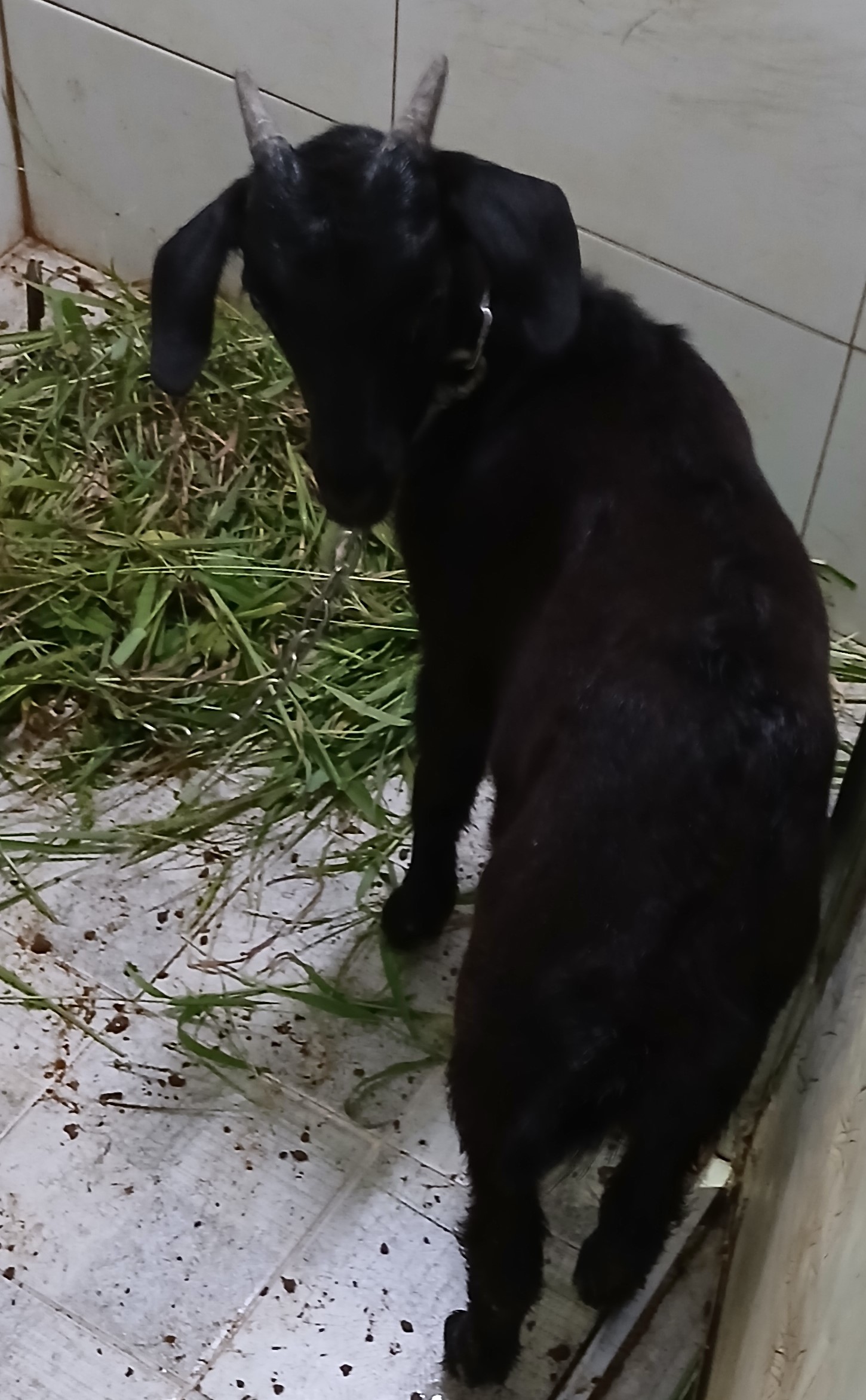 대구유기동물보호협회_427347202400723