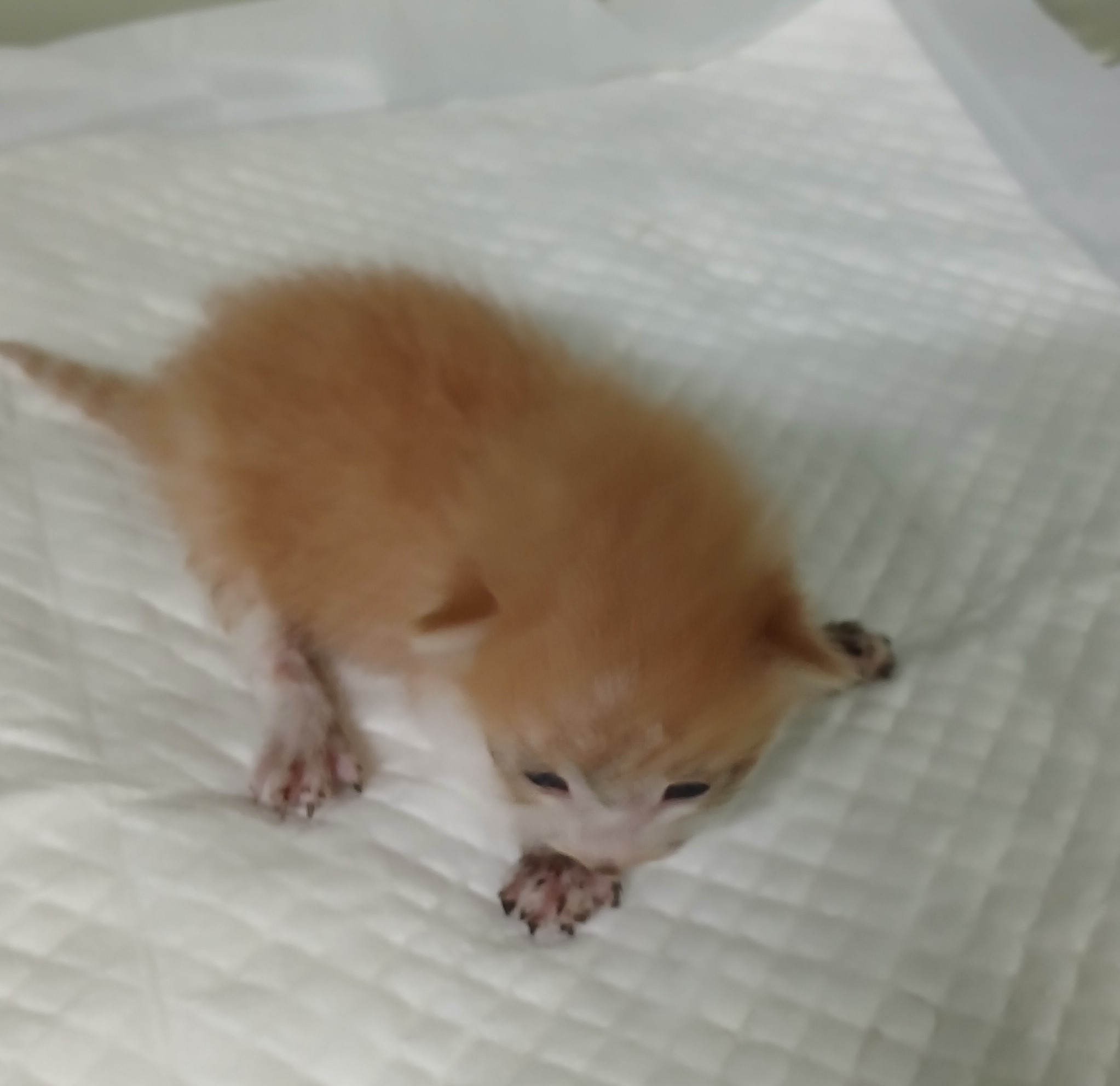 대구유기동물보호협회_427345202400502