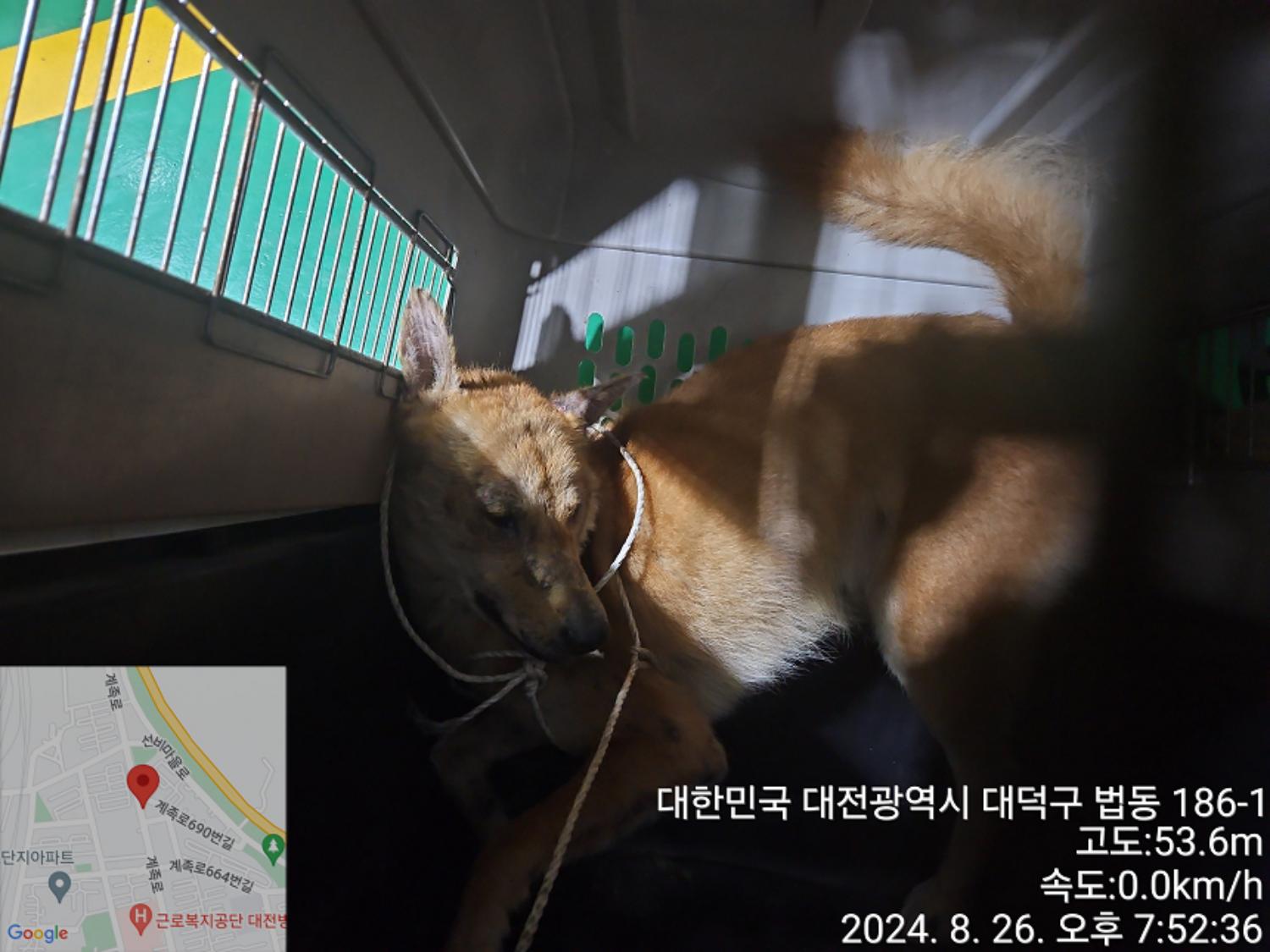 보호중 진도견의 가…