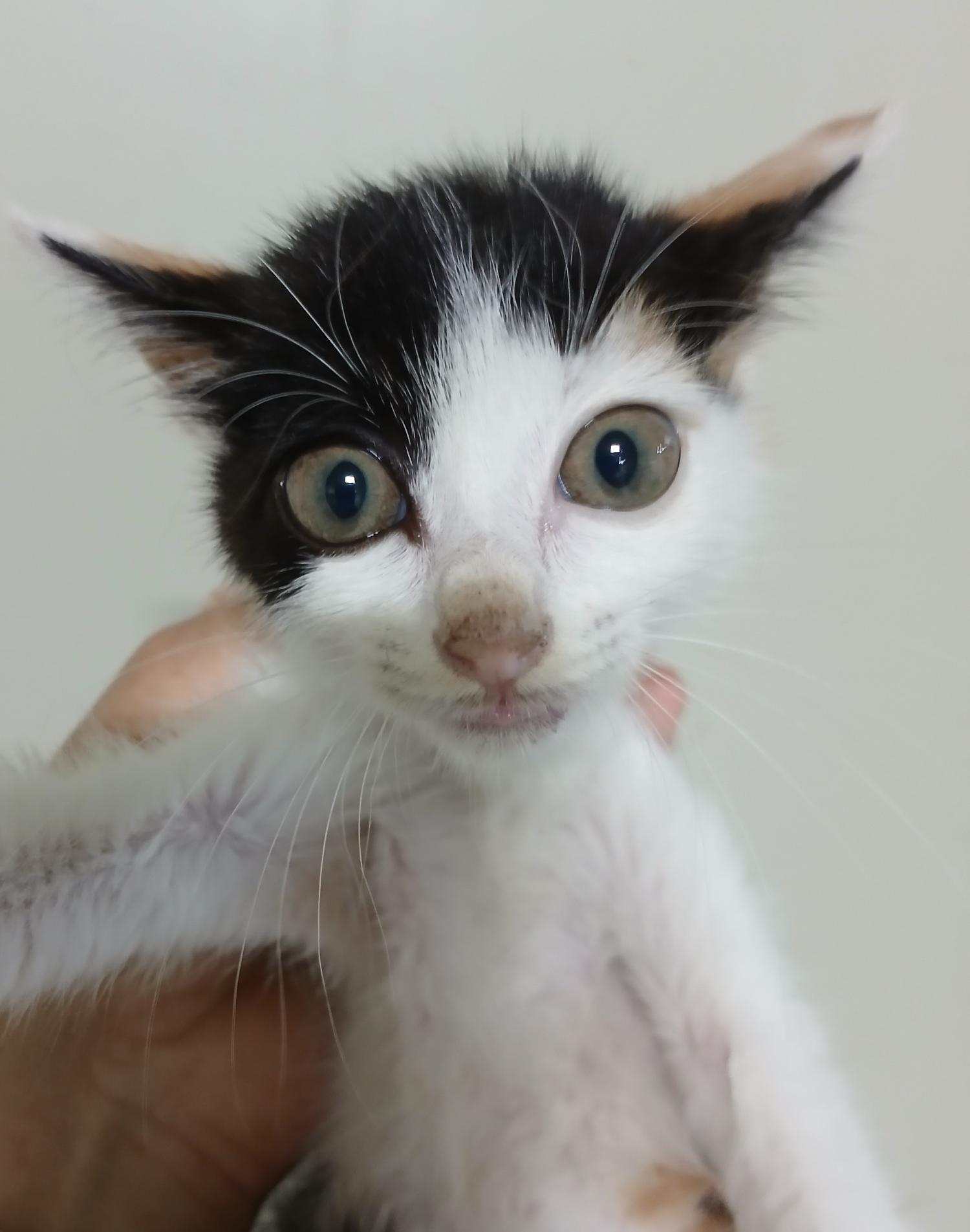 대구유기동물보호센터_427342202400756