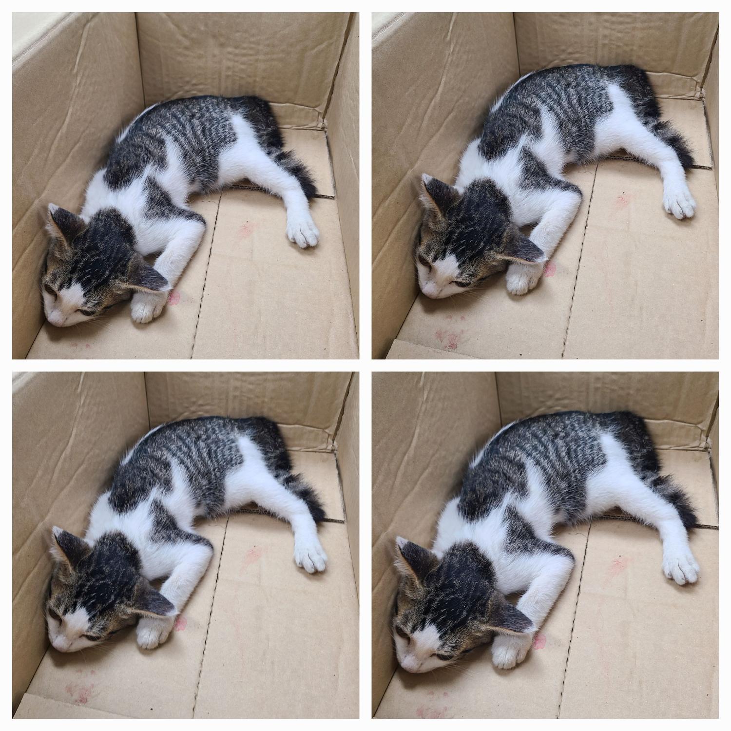 종료(자연사) 한국…