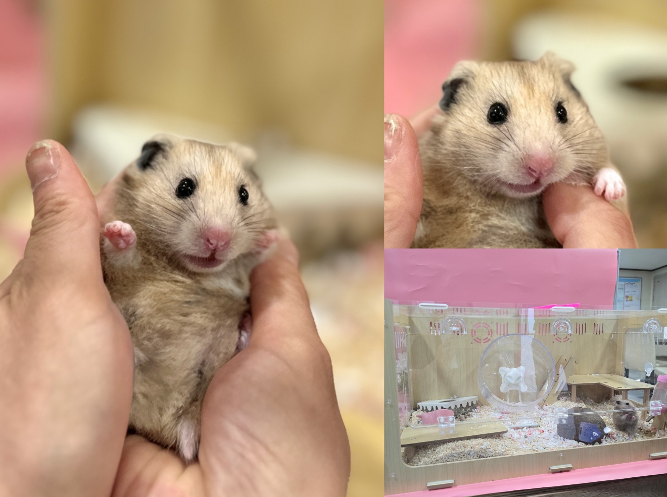 (사)영일동물플러스_447502202401201