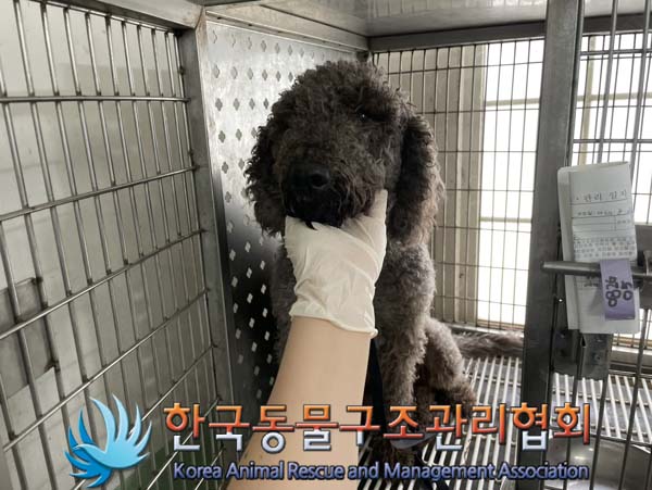 보호중 베들링턴 테…