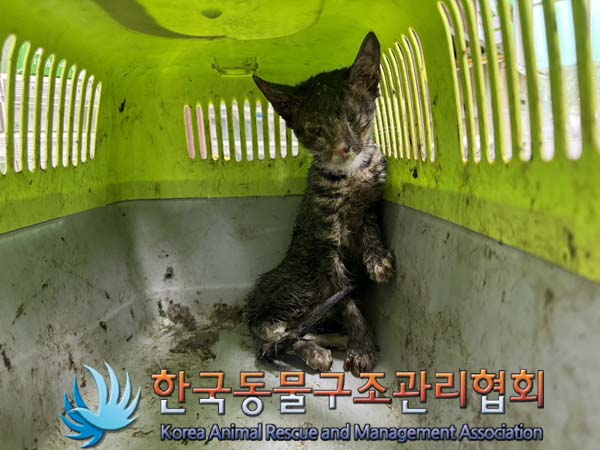 한국동물구조관리협회_411323202400888