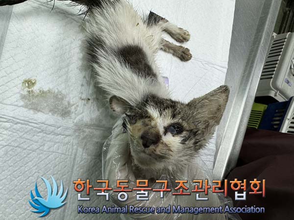 종료(자연사) 한국…