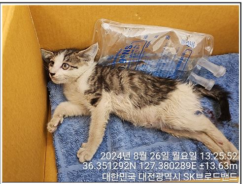 대전동물보호센터_430366202400423