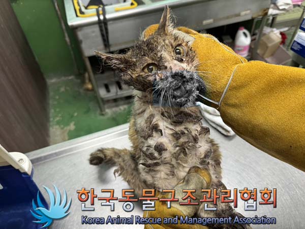 한국동물구조관리협회_441406202401379
