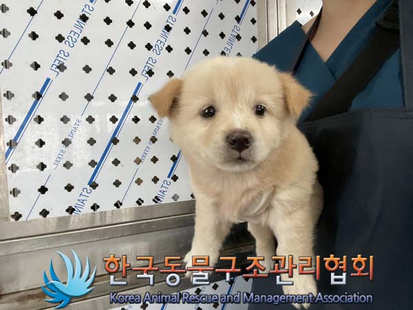 보호중 믹스견의 가…