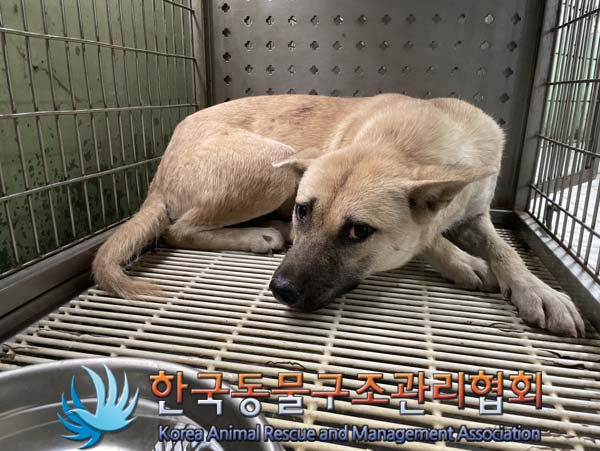 한국동물구조관리협회_411300202400357