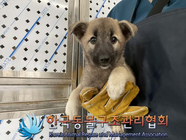 종료(안락사) 믹스…