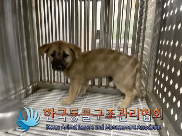 종료(안락사) 믹스…