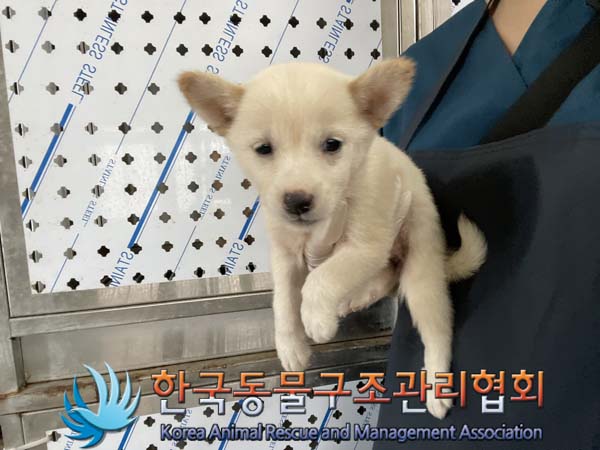 종료(안락사) 믹스…