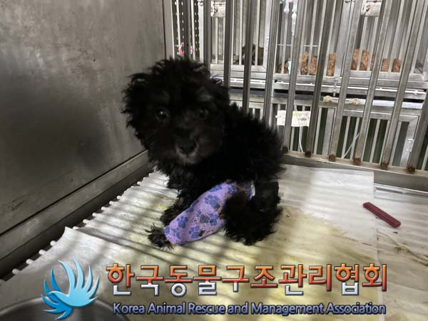 한국동물구조관리협회_441404202400445