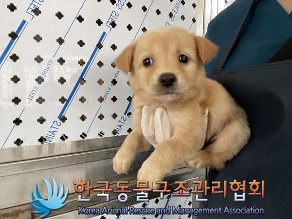 종료(안락사) 믹스…