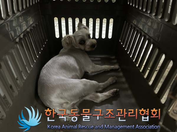 종료(반환) 믹스견…