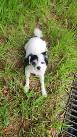 익산유기동물보호소_445468202402252