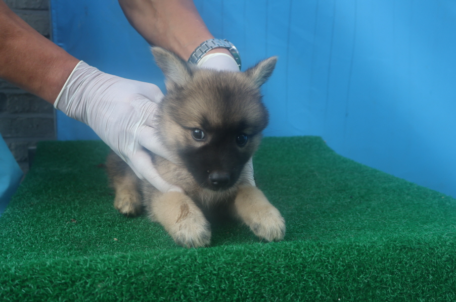 제주 동물보호센터_450650202402502