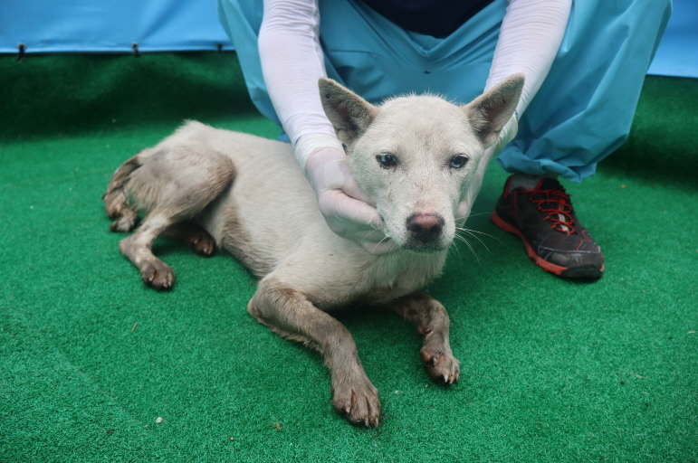 제주 동물보호센터_450650202402509