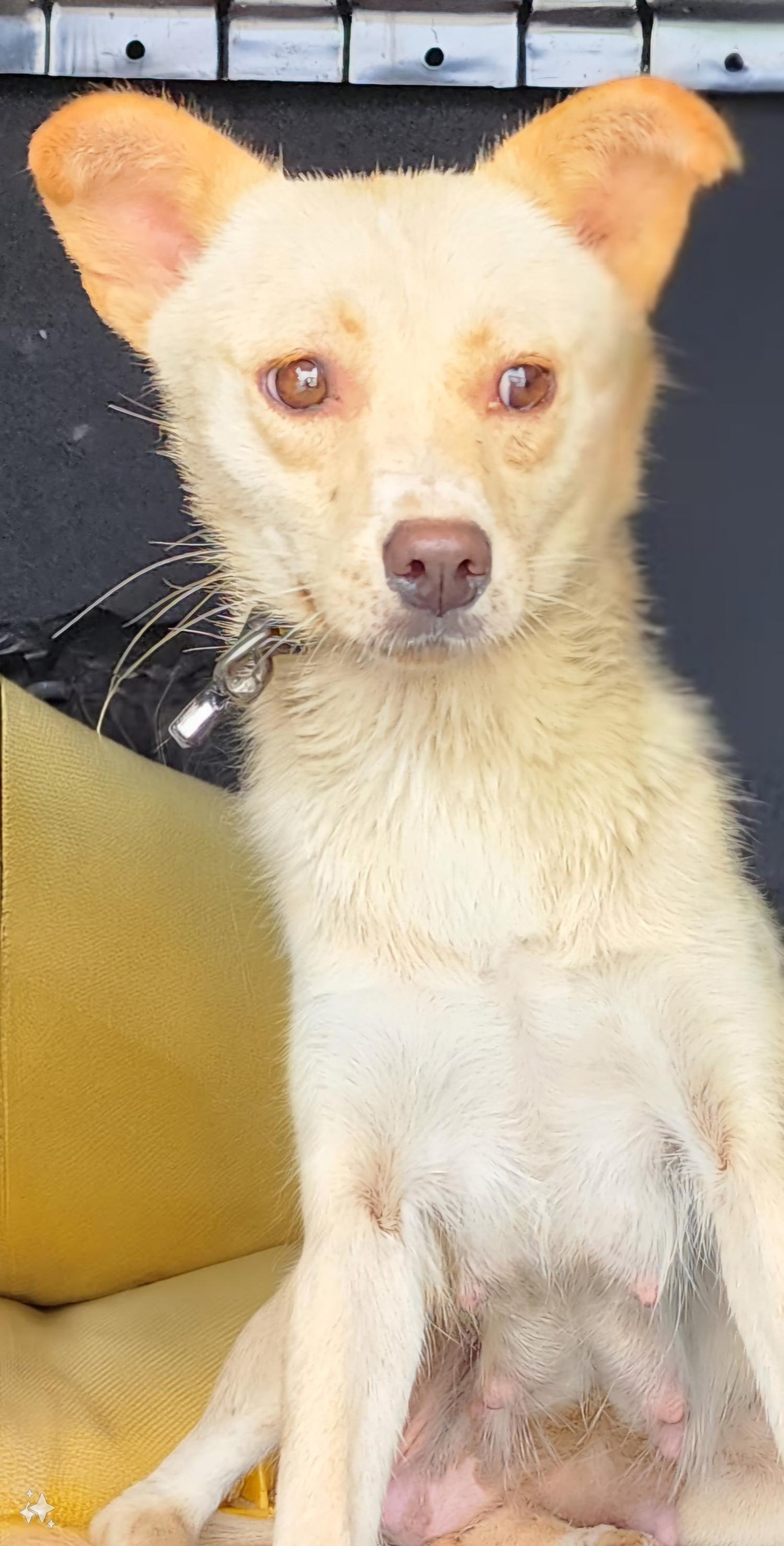 상주시 동물보호센터_447511202401146