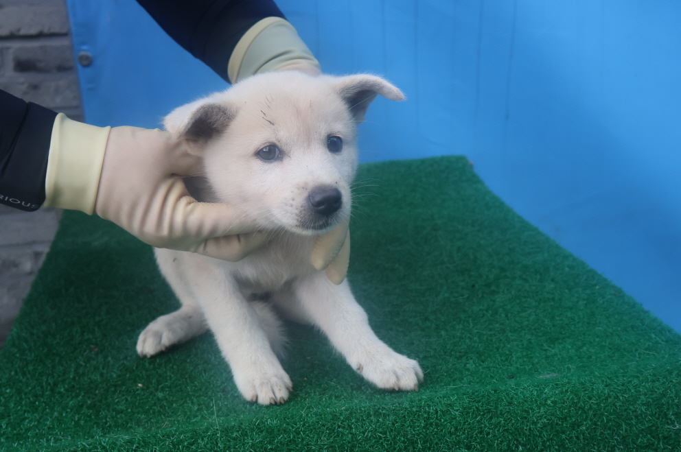 제주 동물보호센터_450650202402504