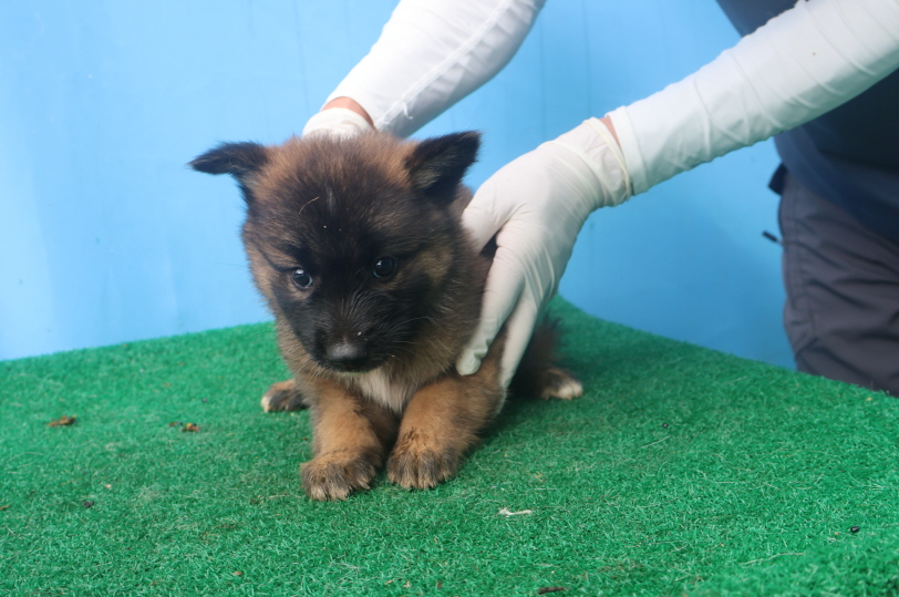 제주 동물보호센터_450650202402501