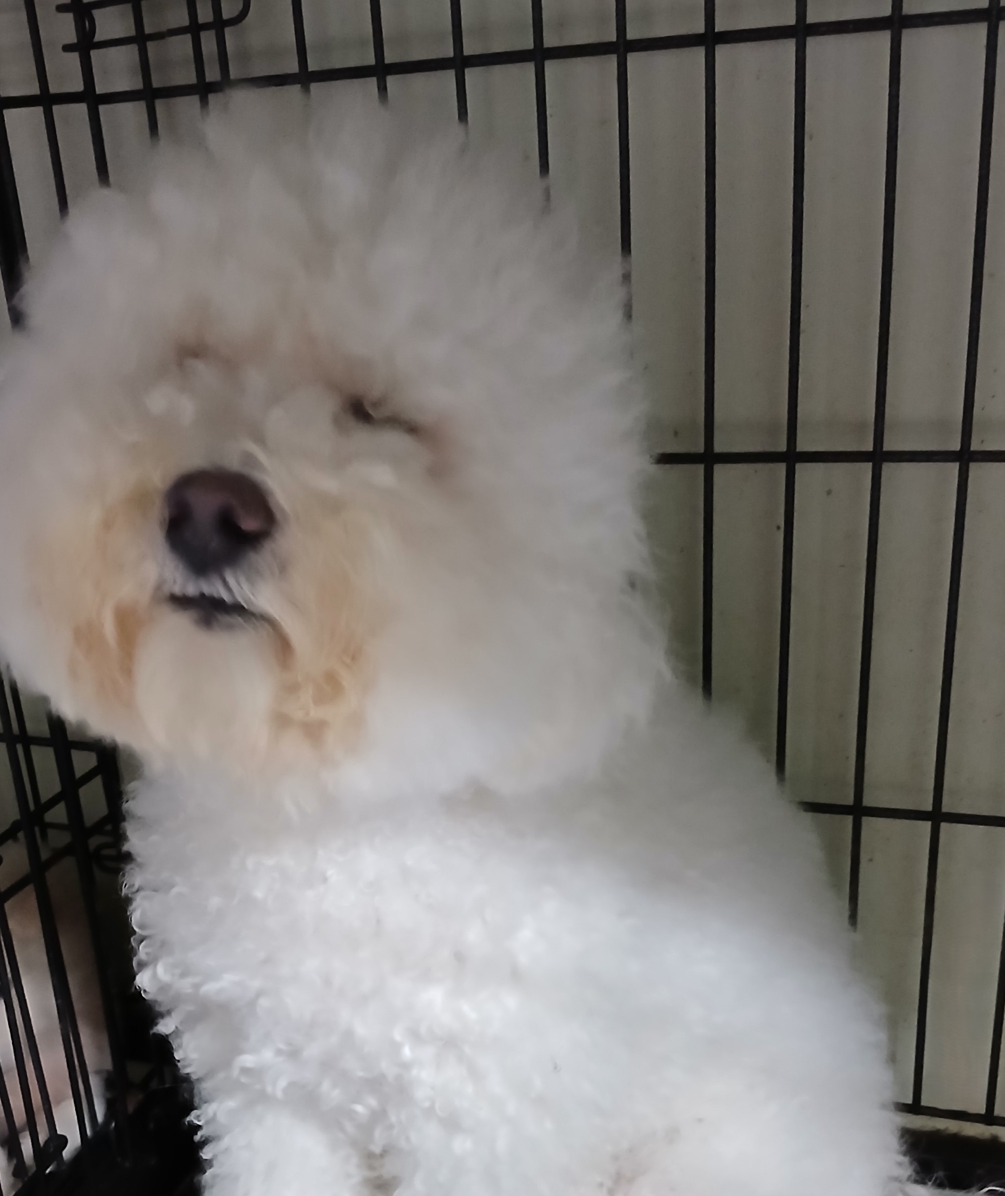 대구유기동물보호협회_427347202400726