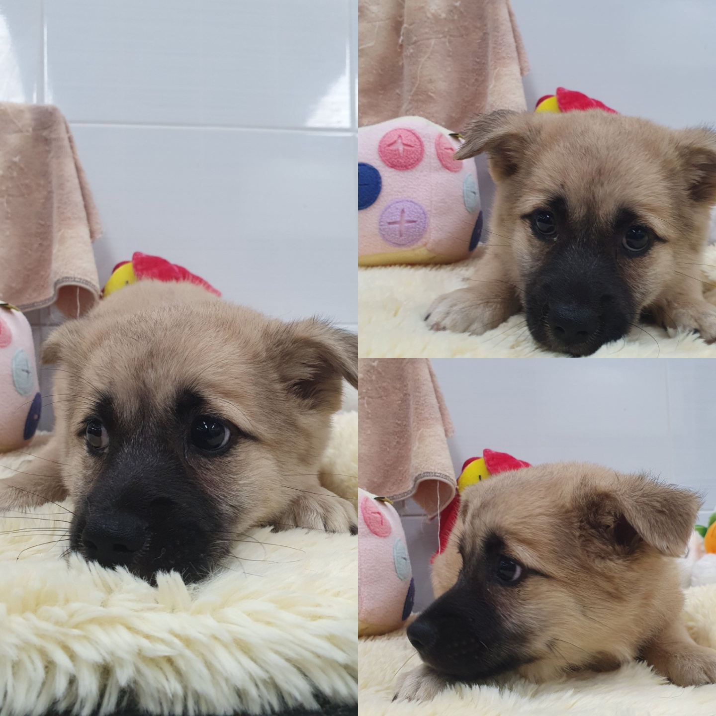 경주동물사랑보호센터_447505202400999