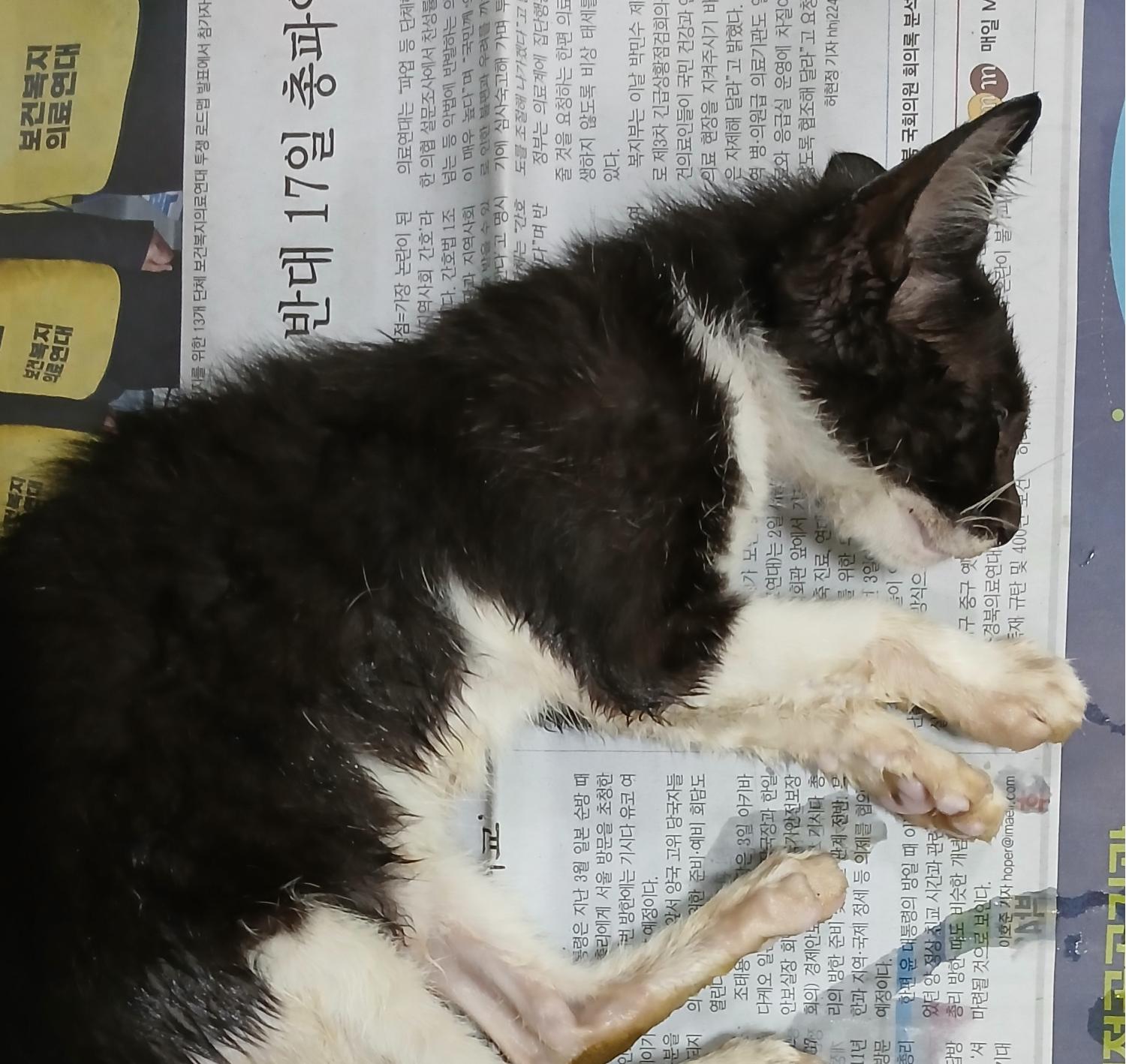 대구유기동물보호협회_427347202400727