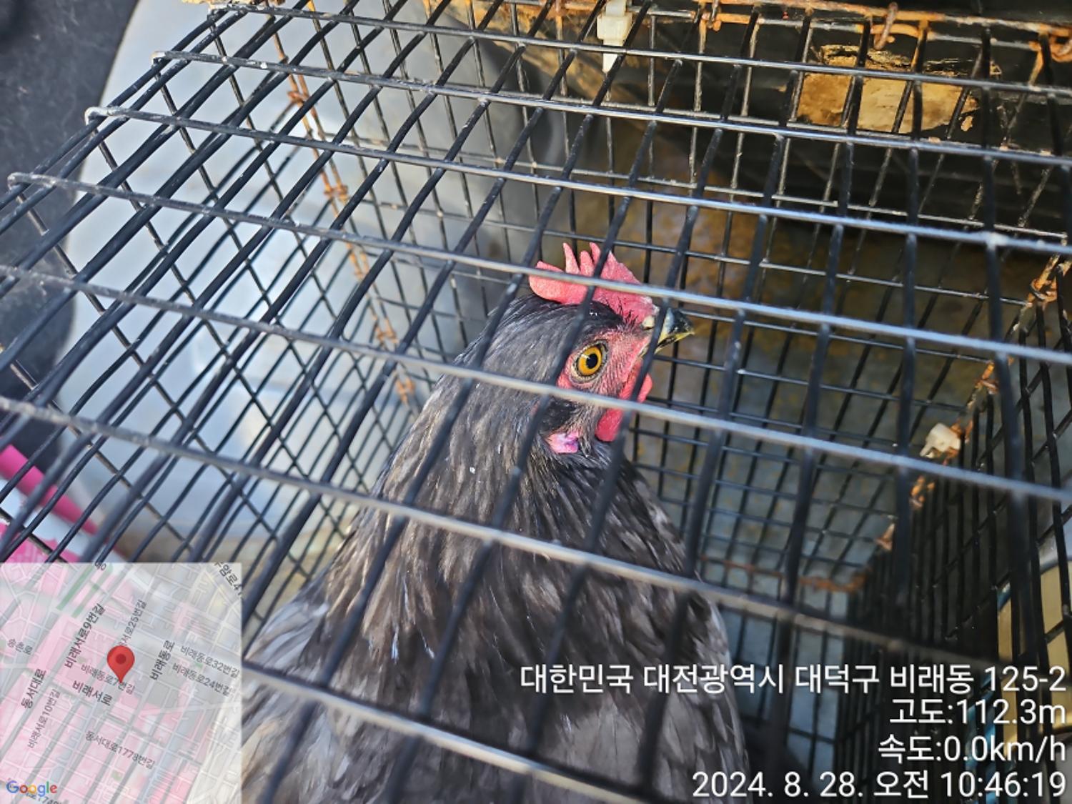 대전동물보호센터_430368202400379