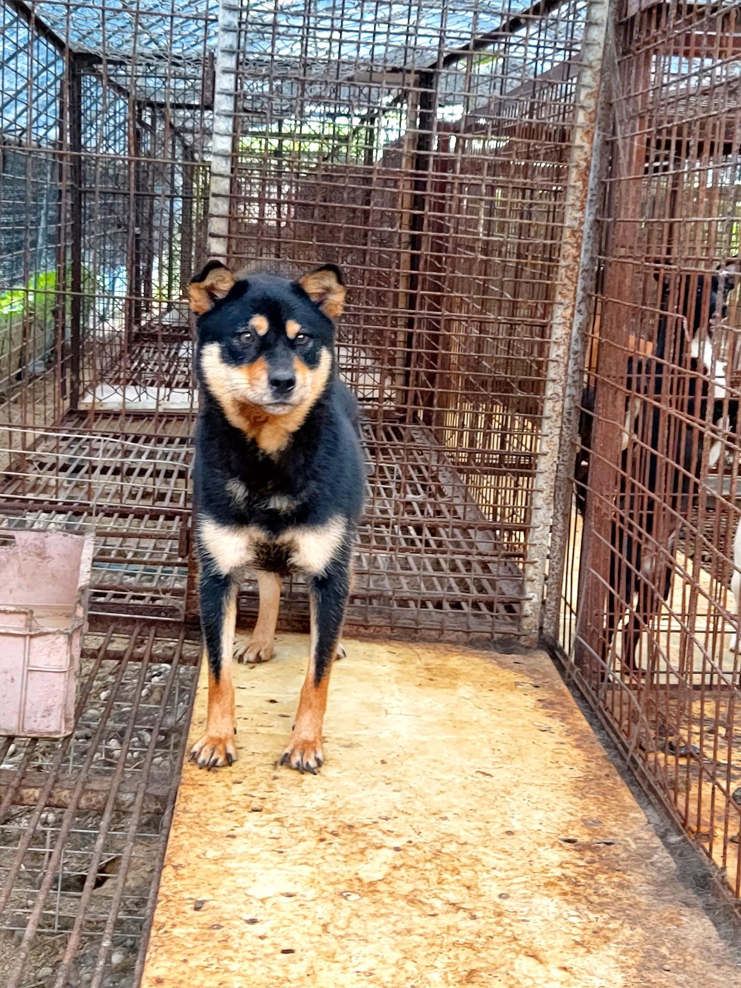 보호중 진도견의 가…