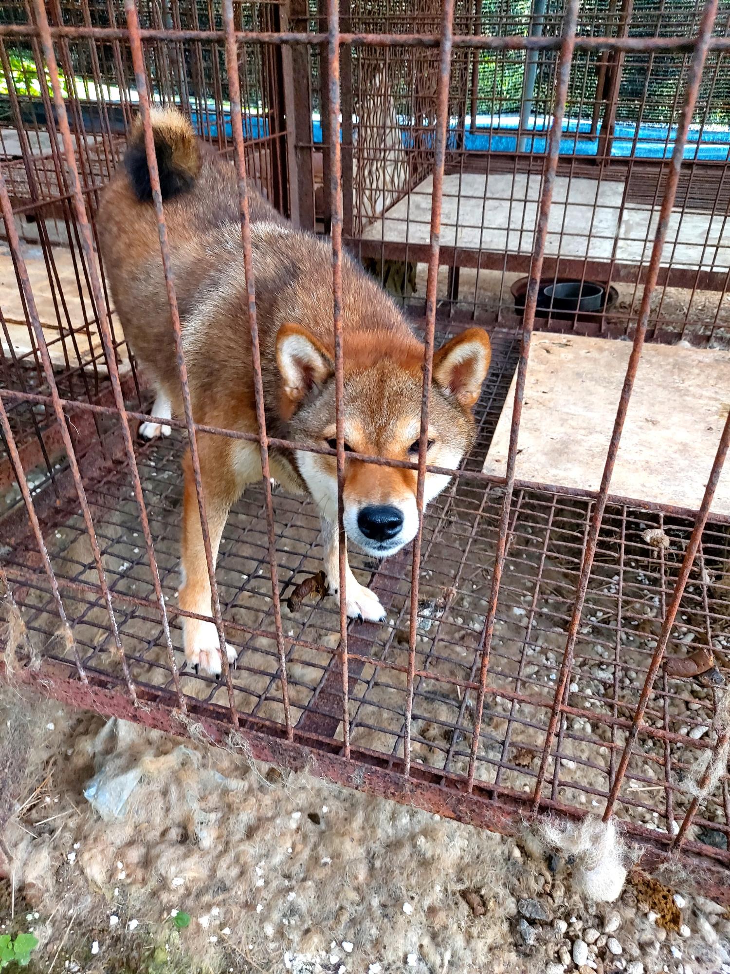 보호중 시바의 가족…