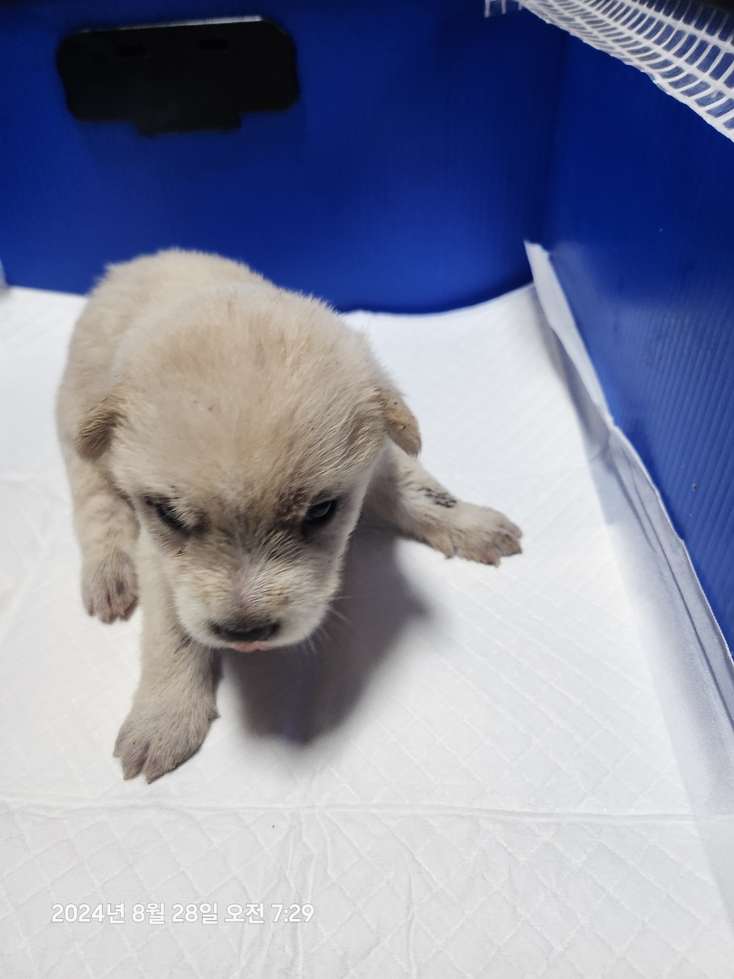 울산유기동물보호센터_431373202401163
