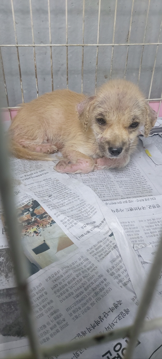 보령시유기동물보호소_444451202400919